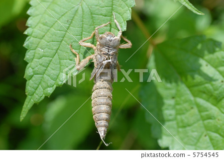 蜻蜓的外殼 5754545