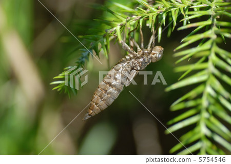 蜻蜓的外殼 5754546