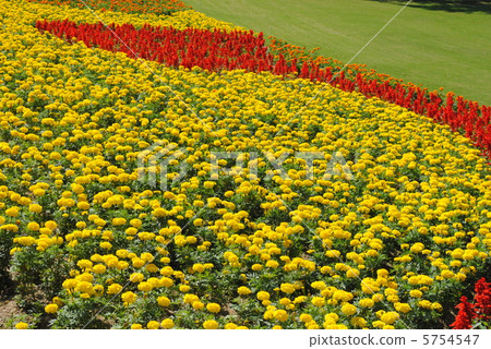 Marigold and Salvia [taken at the Osaka Expo Memorial Park. ] 5754547