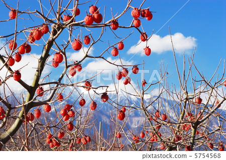 Remaining persimmon shining in the winter sky Remaining persimmon shining in the winter sky 5754568