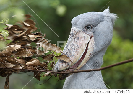 鯨頭鸛 鳥兒 鳥類