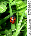 Ladybug 5754660