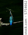 Kingfisher 5754662