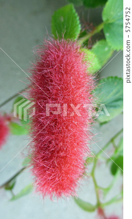 Cat tail Cat tail 5754752