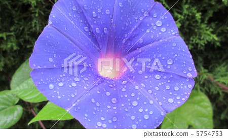 牽牛花在雨中濕潤 牽牛花在雨中濕潤 5754753