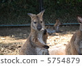 Wallaby 5754879