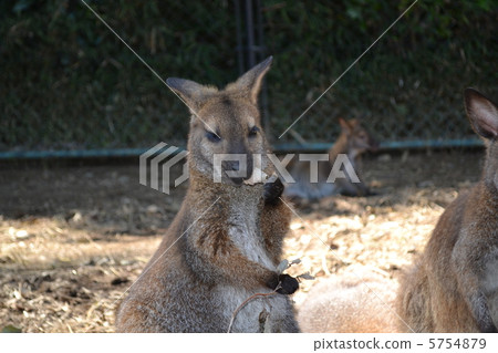 Wallaby Wallaby 5754879