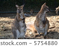 Wallaby 5754880