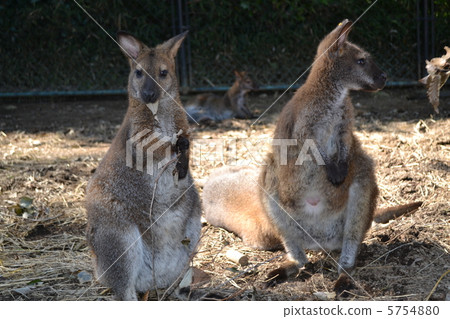 Wallaby 5754880