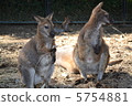 Wallaby 5754881