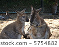 Wallaby 5754882
