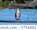 Penguin 5754883