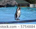 Penguin 5754884