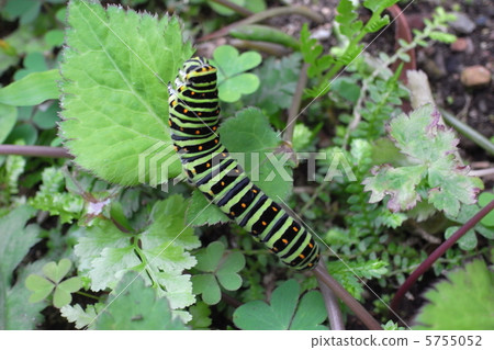蝴蝶幼蟲在哪裡移動 蝴蝶幼蟲在哪裡移動 5755052