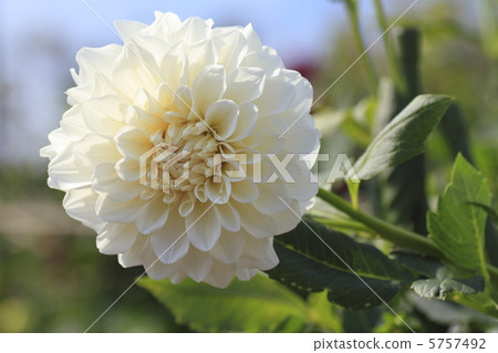 Dahlia Silver Scale Dahlia Silver Scale 5757492