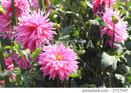 達利亞藤野先生 達利亞藤野先生 5757597