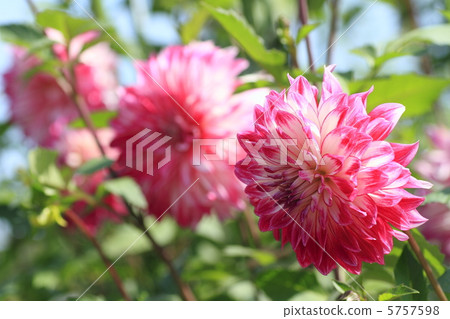 Dahlia Salamancets Dahlia Salamancets 5757598