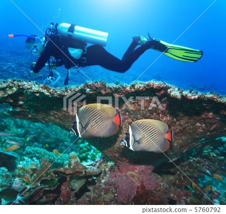Diver and Angelfishes 5760792