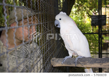 who is in the cage? 5760839