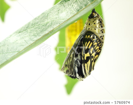 Emergence of the Flying Rainbow 3 5760974