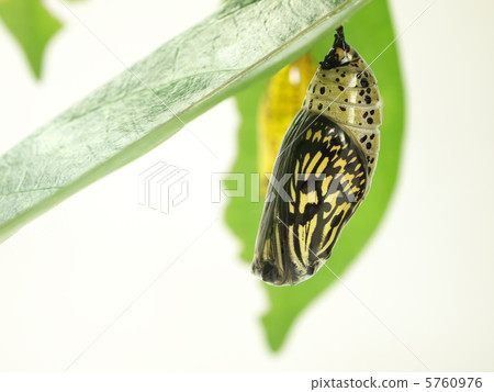 Emergence of the flying whale 1 5760976