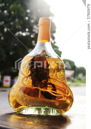 Serpent and scorpion wine 5760979