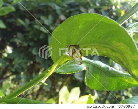 檸檬樹和Scaba Hagoromo 5760987