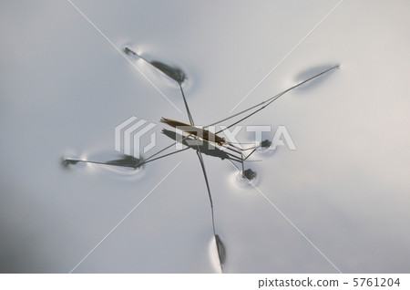 水黽 水黽 5761204