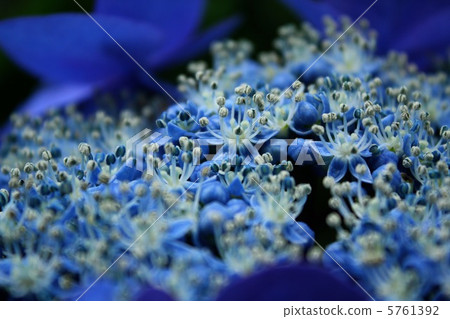  hydrangea 5761392
