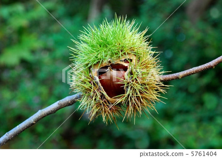 板栗 板栗 5761404