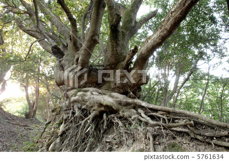老樹 5761634
