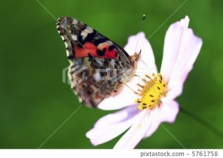 Acacathetha 5761758