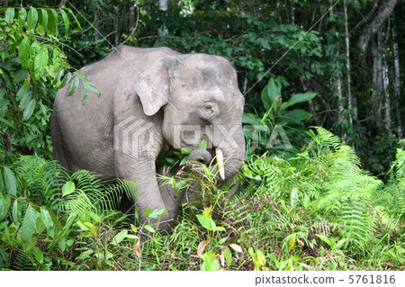 Borneo pygmy elephant (Borneozo) Borneo pygmy elephant (Borneozo) 5761816