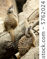 查找Meerkat 5762024