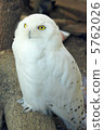 貓頭鷹貓頭鷹 5762026