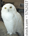 貓頭鷹貓頭鷹 5762027