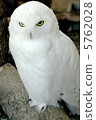 貓頭鷹貓頭鷹 5762028