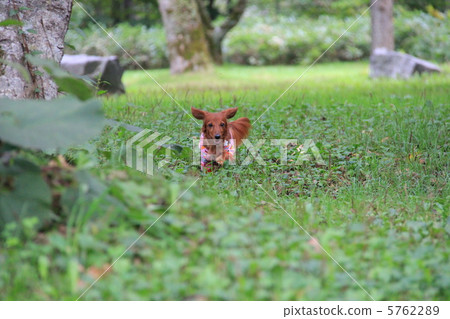 Miniature Dax Miniature Dax 5762289