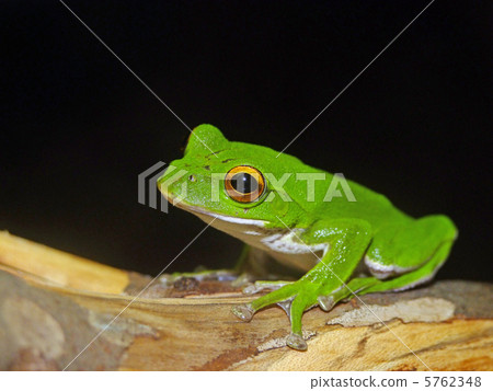 Moria gull frog 5762348