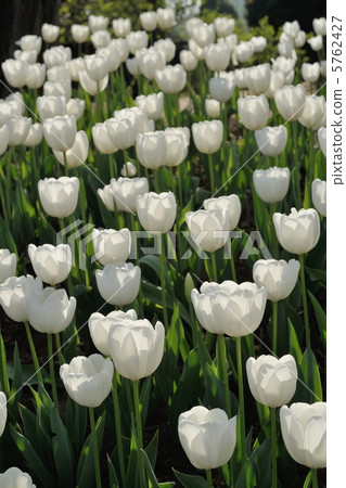 White tulip White tulip 5762427
