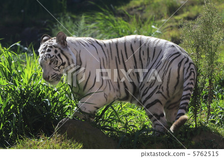 White Tiger   5762515