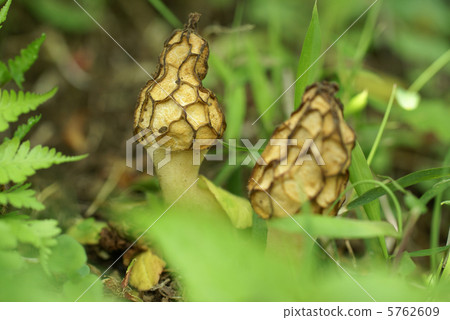 Amigasadake Amigasadake 5762609