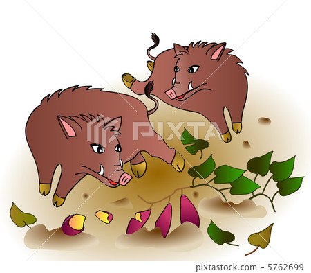 Wild boars problem field vandalism Wild boars problem field vandalism 5762699