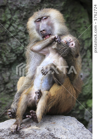 Baboon parent and child 5762724