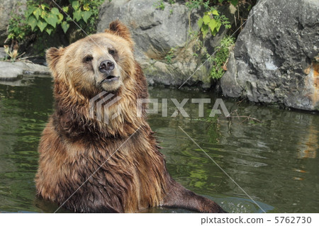 European brown bear European brown bear 5762730