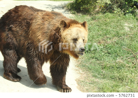 European brown bear European brown bear 5762731
