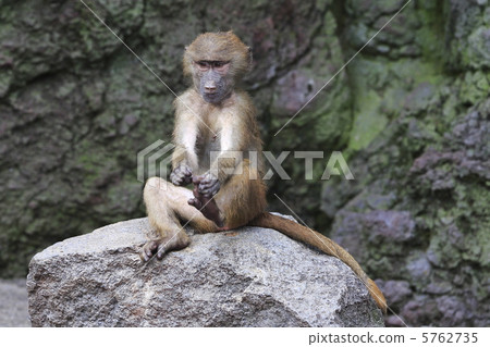 Baboon baboon 5762735
