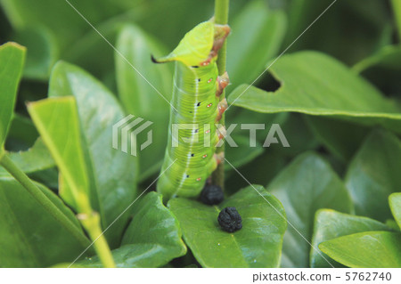 Caterpillar larva 5762740