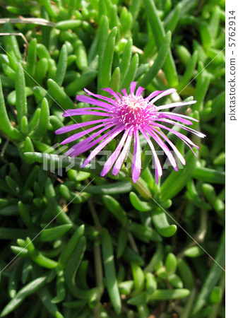 Derosperma·Kouberry 5762914