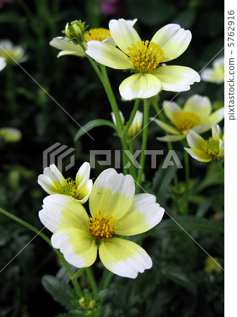 冬季宇宙 5762916